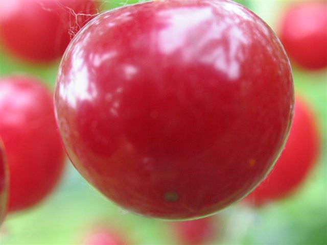 Visciola - Visciola